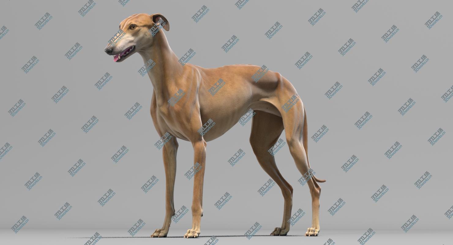 images/goods_img/20210319/3D Greyhound model/4.jpg